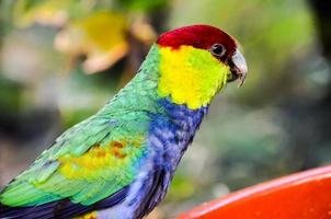 uma colorida papagaio foto