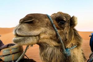 camelos no deserto foto