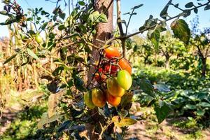 uma tomate plantar foto