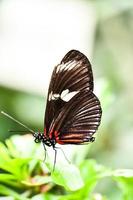 close-up de uma borboleta foto
