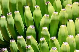 verde bananas fundo foto