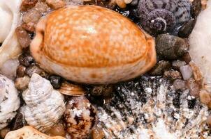 fundo com conchas do mar foto