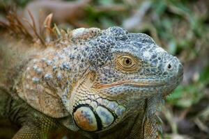 uma fechar acima retrato imagem do uma iguana lagarto com colorida marcação foto