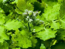 jovem verde celandine brotos estão coberto com orvalho gotas dentro a manhã. a latim nome do a plantar é quelidônio eu. a conceito do tradicional remédio. foto