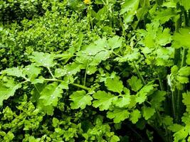 jovem verde celandine brotos estão coberto com orvalho gotas dentro a manhã. a latim nome do a plantar é quelidônio eu. a conceito do tradicional remédio. foto