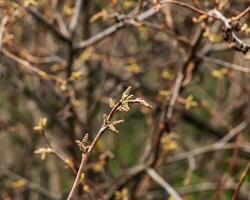 brotos e folhas do sumagre rhus trilobata dentro Primavera. foto