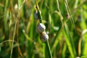 uma pequeno Caracol com Está Concha em uma verão dia dentro uma cidade parque. foto