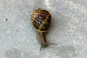 uma pequeno Caracol com Está Concha em uma verão dia dentro uma cidade parque. foto