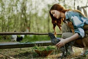 mulher sorrisos olhando às a frango ela detém perto a alimentador dentro dela mãos em a fazenda, Fazenda trabalho para levantando saudável pássaros e alimentando eles orgânico Comida dentro natureza foto