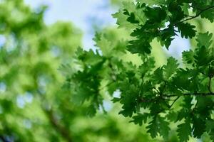 verde fresco folhas em carvalho galhos fechar-se contra a céu dentro luz solar foto