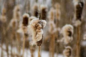 cattails durante queda de neve foto