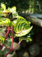 vermelho haste espinafre folhas saúde plantar verde folhas foto