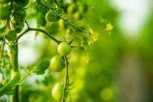 fechar acima imagem do verde tomates dentro estufa. foto