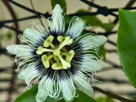 paixão fruta flor dentro a casa jardim foto