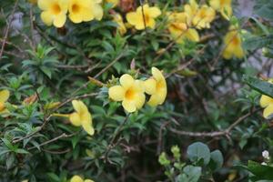 flor jardim vermelho Rosa gulap jaba verde árvore amarelo flor foto