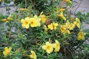 flor jardim vermelho Rosa gulap jaba verde árvore amarelo flor foto