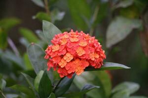 flor jardim vermelho Rosa gulap jaba verde árvore amarelo flor foto