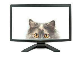 monitor e gato foto