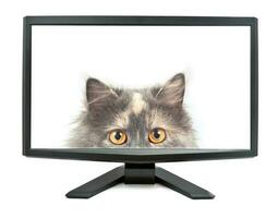 monitor e gato foto