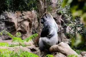 gorila preto adulto forte foto