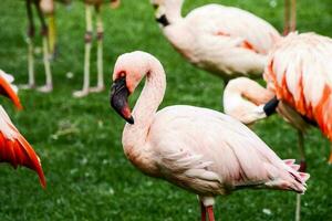 um grupo de flamingos foto