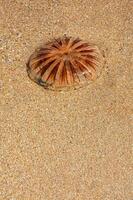 uma medusa em a areia foto