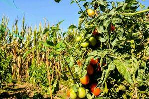 uma tomate plantar foto