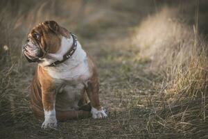 retrato Inglês buldogue foto