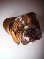 retrato de bulldog inglês foto