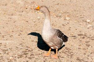 doméstico Pato ao ar livre foto