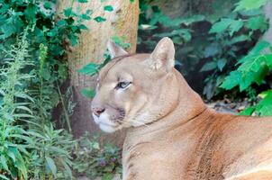 arrepiante Puma dentro jardim zoológico foto