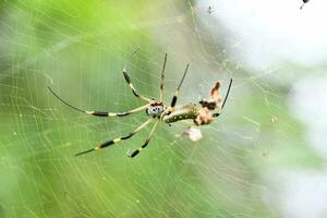 fechar acima do uma aranha foto