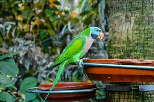 uma colorida papagaio foto