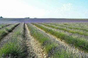 uma campo com flores foto