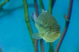 uma peixe dentro a água foto