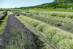 campo com flores foto