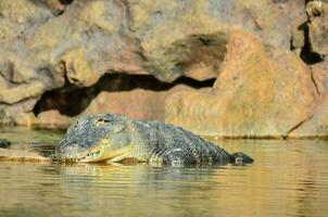 fechar acima do uma crocodilo foto