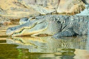 fechar acima do uma crocodilo foto