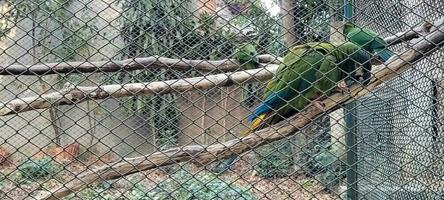 casal de papagaios em gaiola juntos abraçando foto