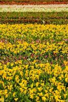 uma campo com flor foto