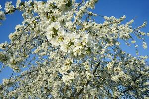 florescendo cereja árvore. branco florescendo flores em a grande cereja árvore. lindo branco flores foto