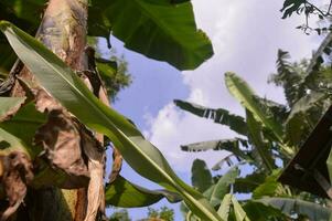 Visão do banana árvores dentro a jardim durante uma ensolarado dia foto