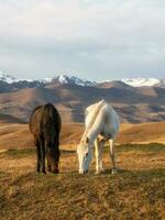 branco e Castanho cavalos em a fundo do uma montanha pico. lindo cavalos dentro a outono Prado poses contra a fundo do uma branco coberto de neve montanha. vertical visualizar. foto