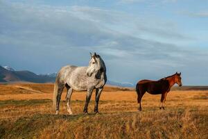 branco e Castanho cavalos em a fundo do uma montanha pico. lindo cavalos dentro a outono Prado poses contra a fundo do uma branco coberto de neve montanha. foto