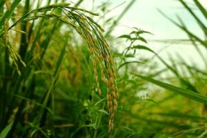 orelhas do arroz plantas dentro outono foto