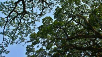 selvagem árvore com sombrio verde folhas foto