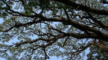 selvagem árvore com sombrio verde folhas foto