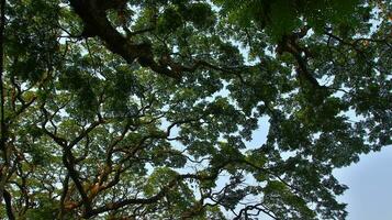 selvagem árvore com sombrio verde folhas foto