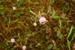 mimosa Pudica com querida abelha mosca foto