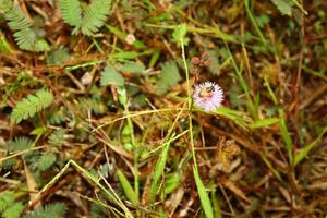 mimosa Pudica com querida abelha mosca foto